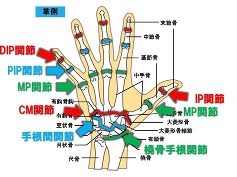 手指第一節